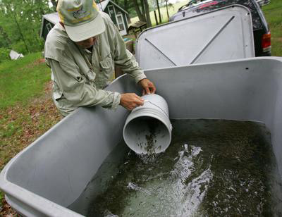 Fry into Transfer Tank